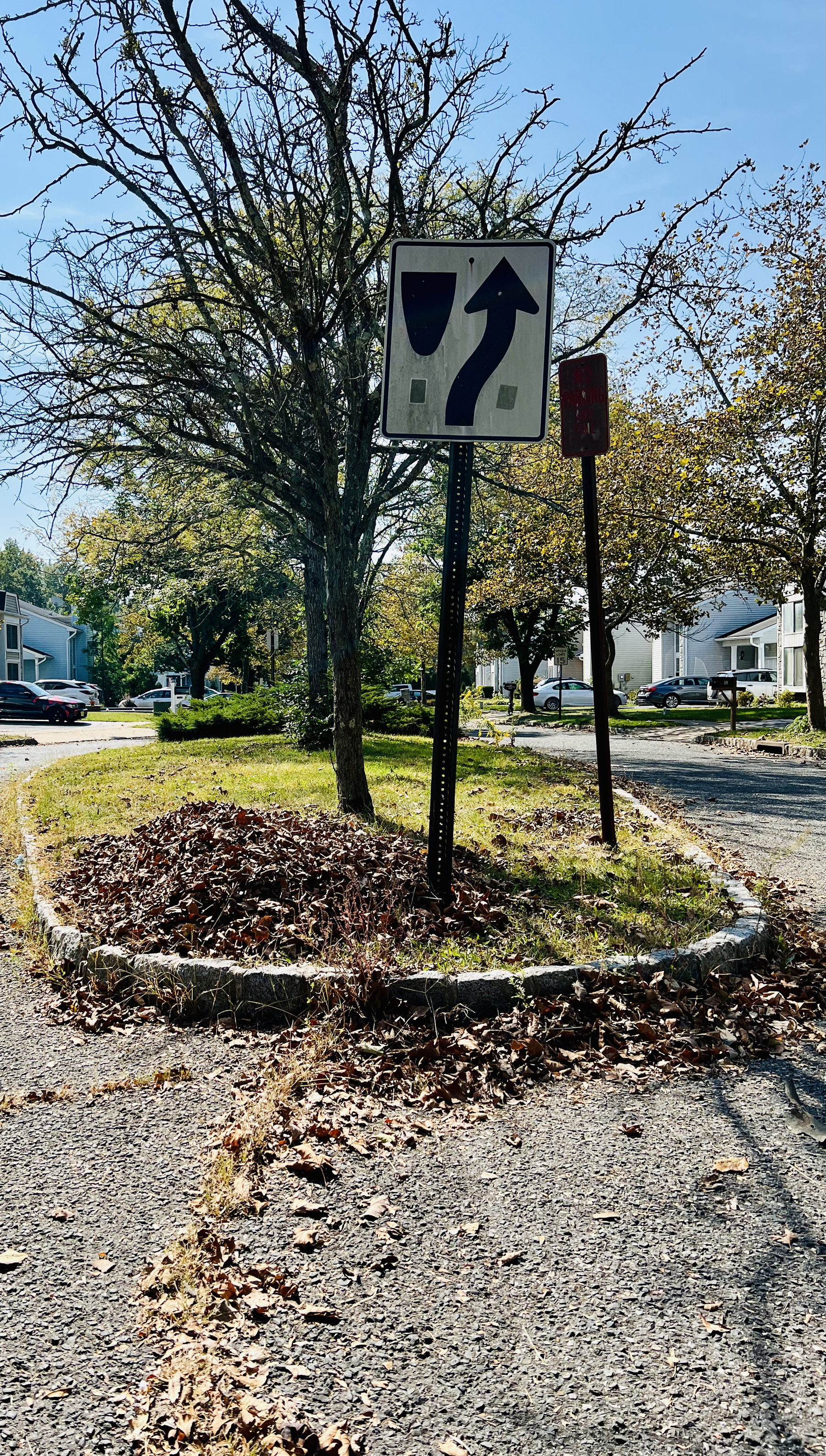 Tree in traffic median with pile of leaves at the bottom